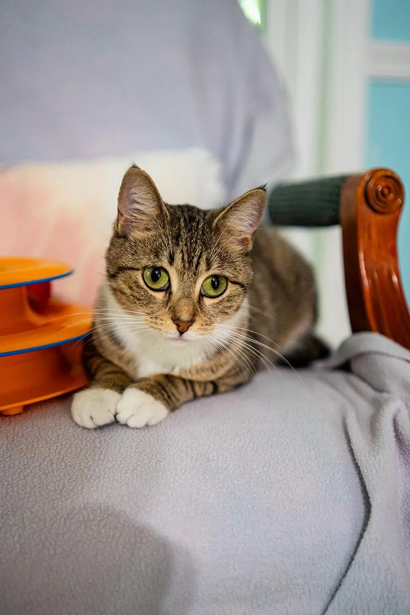 A young small-sized female Domestic Short Hair cat named Fawna for adoption in Dellslow, WV