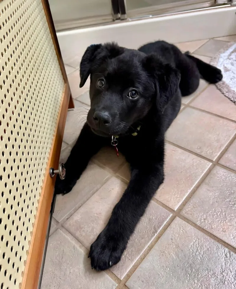 A baby large-sized male Black Labrador Retriever dog named Teddy for adoption in Salamanca, NY