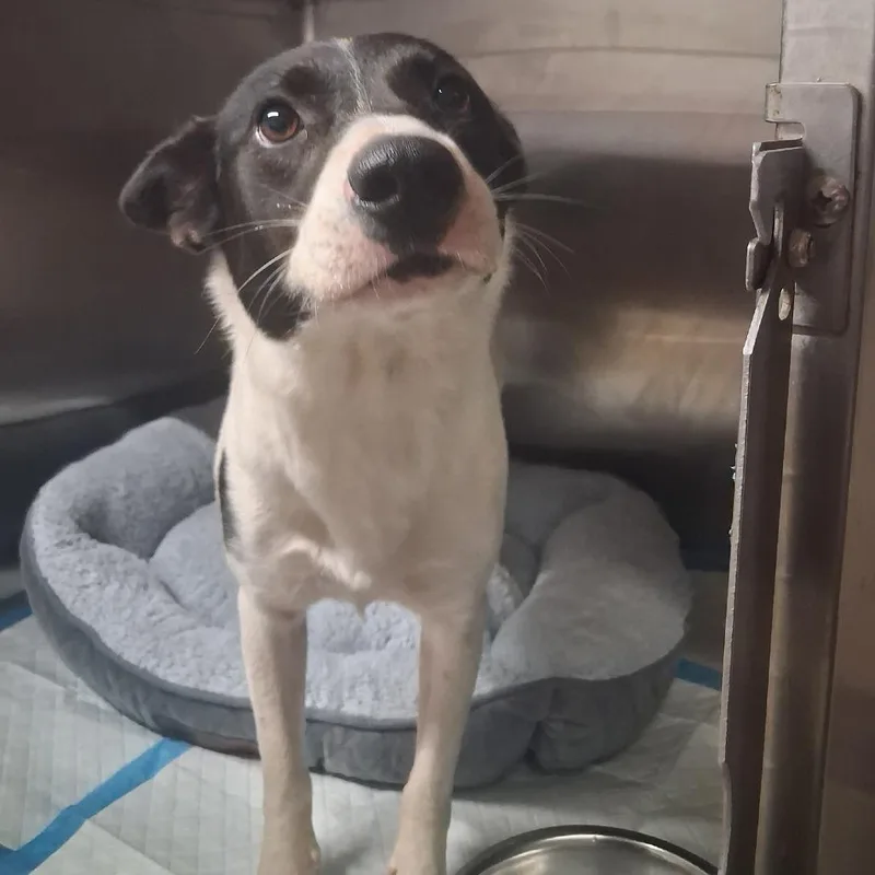 An adult medium-sized female Black Mixed Breed dog named M & M for adoption in Pauls Valley, OK