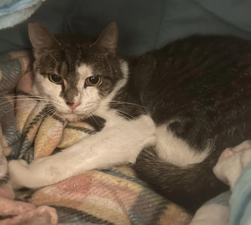 A young medium-sized male Domestic Short Hair cat named Big Bro Cacio for adoption in Windsor, CT