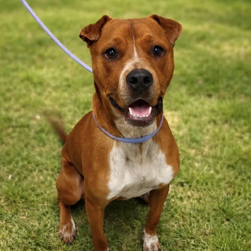 A young large-sized male Red / Chestnut / Orange Boxer dog named Eddie for adoption in League City, TX
