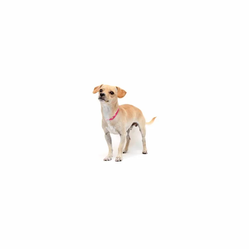 A young small-sized male Yellow / Tan / Blond / Fawn Mixed Breed dog named John Oates for adoption in Playa Vista, CA