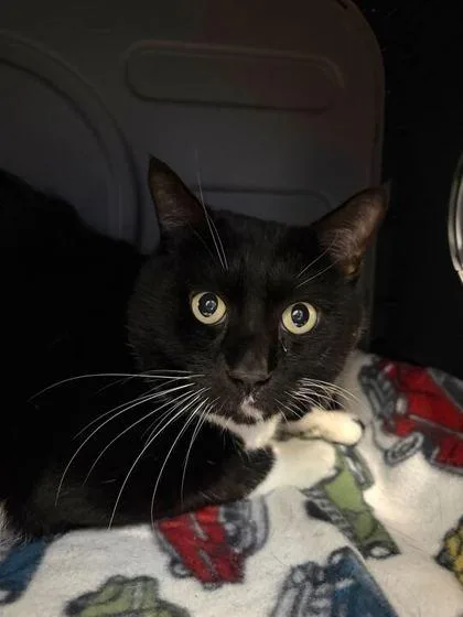 An adult medium-sized male Domestic Short Hair cat named Boomer for adoption in Daytona Beach, FL