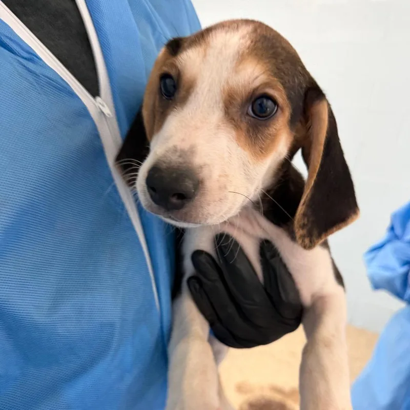 A baby medium-sized male Brown / Chocolate Coonhound dog named Wade for adoption in LOXAHATCHEE, FL