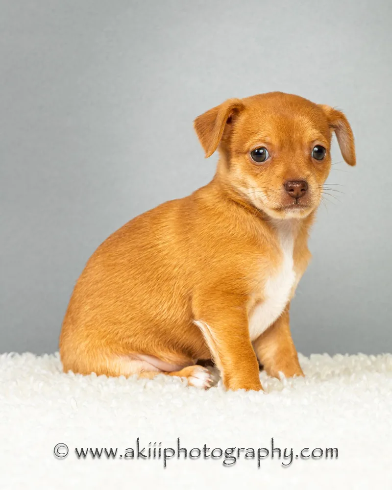 A baby small-sized female Apricot / Beige Chihuahua dog named Daisy Puppy for adoption in Plano, TX