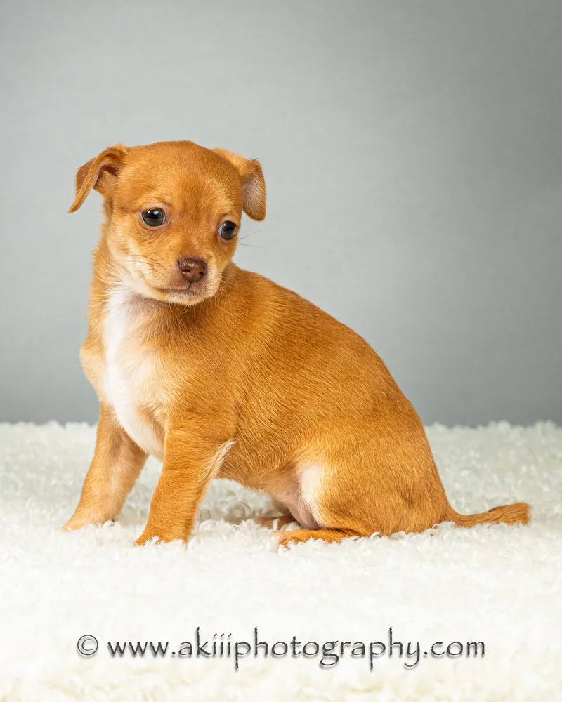Daisy  Puppy  thumbnail 2