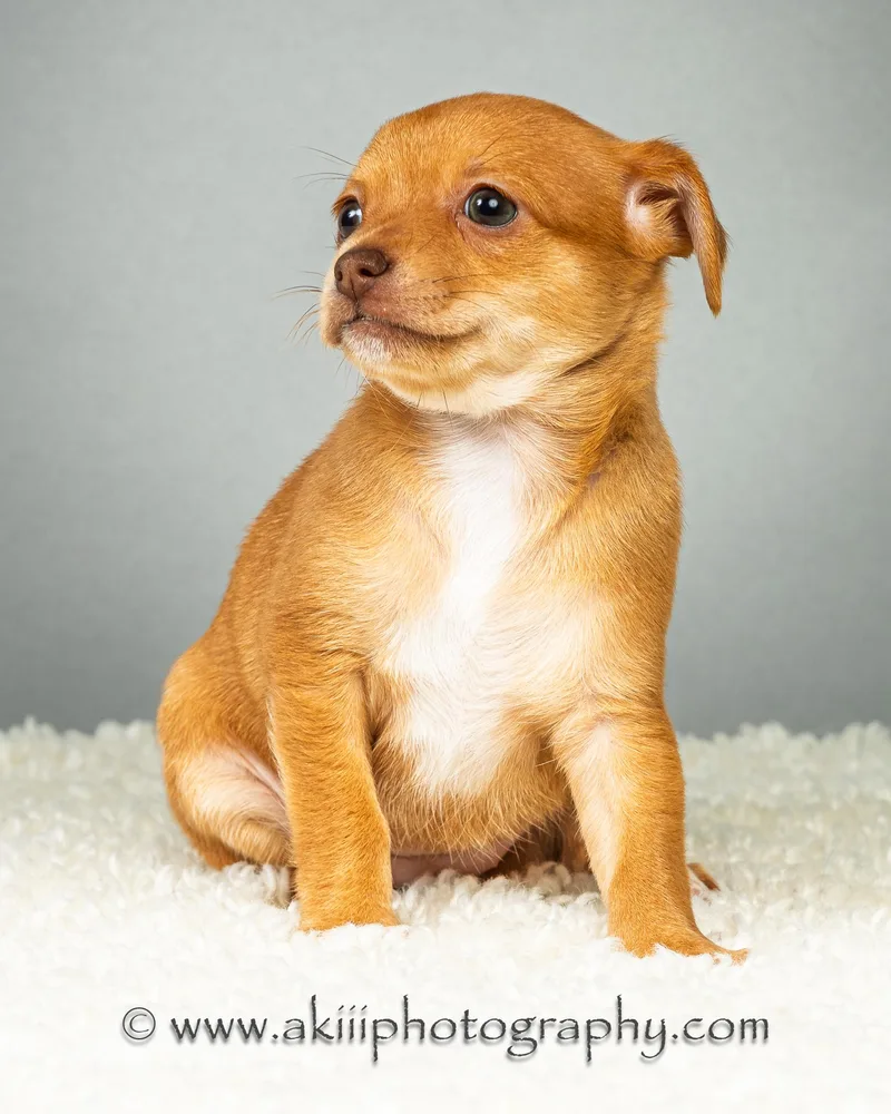 Daisy  Puppy  thumbnail 3