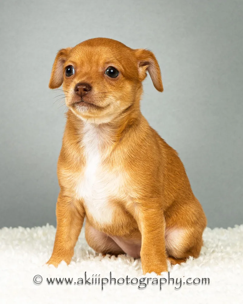 Daisy  Puppy  thumbnail 4
