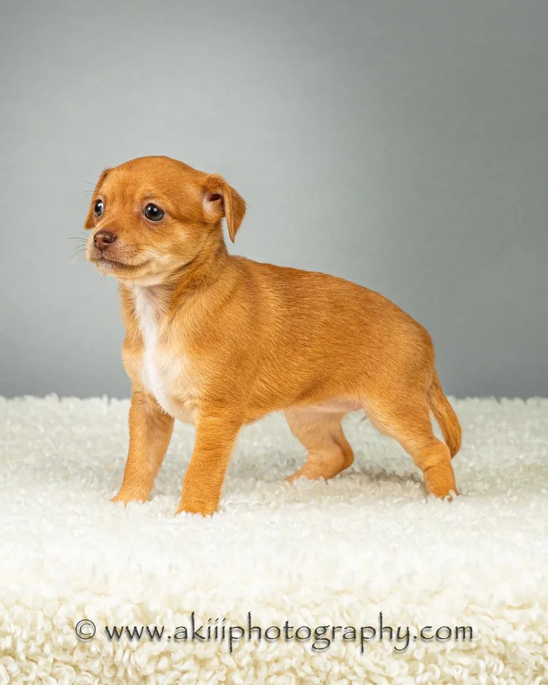 Daisy  Puppy  thumbnail 5