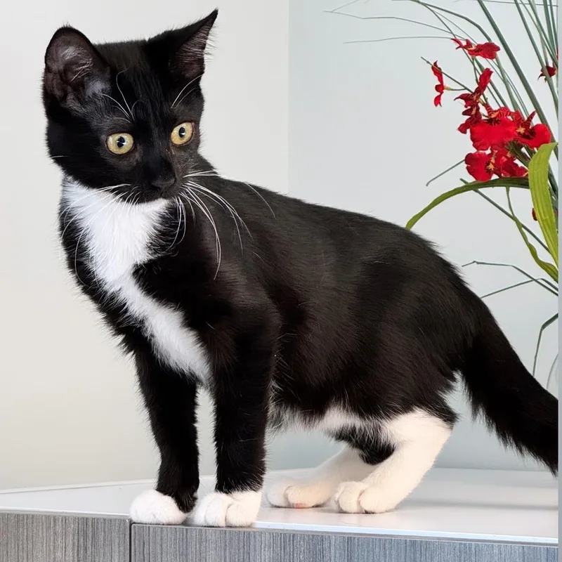 A young medium-sized female Black & White / Tuxedo Domestic Short Hair cat named Jessica for adoption in Syosset, NY