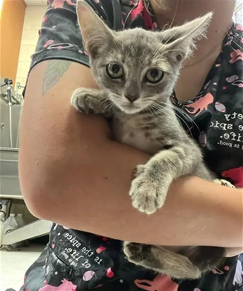A baby small-sized female Domestic Short Hair cat named Jane for adoption in Corpus Christi, TX