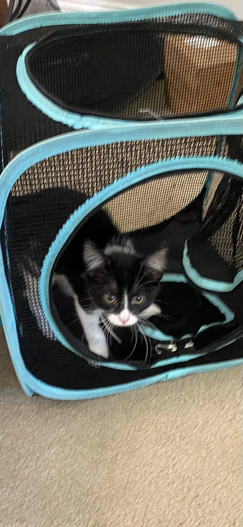 A young medium-sized female Domestic Short Hair cat named Lady Sybil Crawley for adoption in Alpharetta, GA