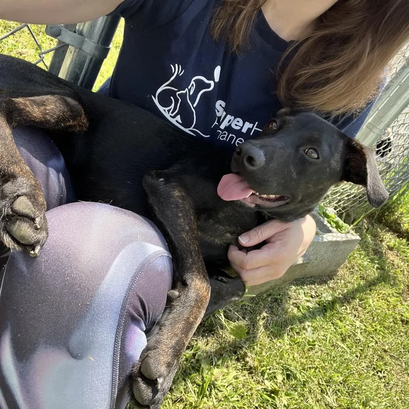 A young medium-sized male Brindle Mixed Breed dog named Tobi for adoption in Oneonta, NY