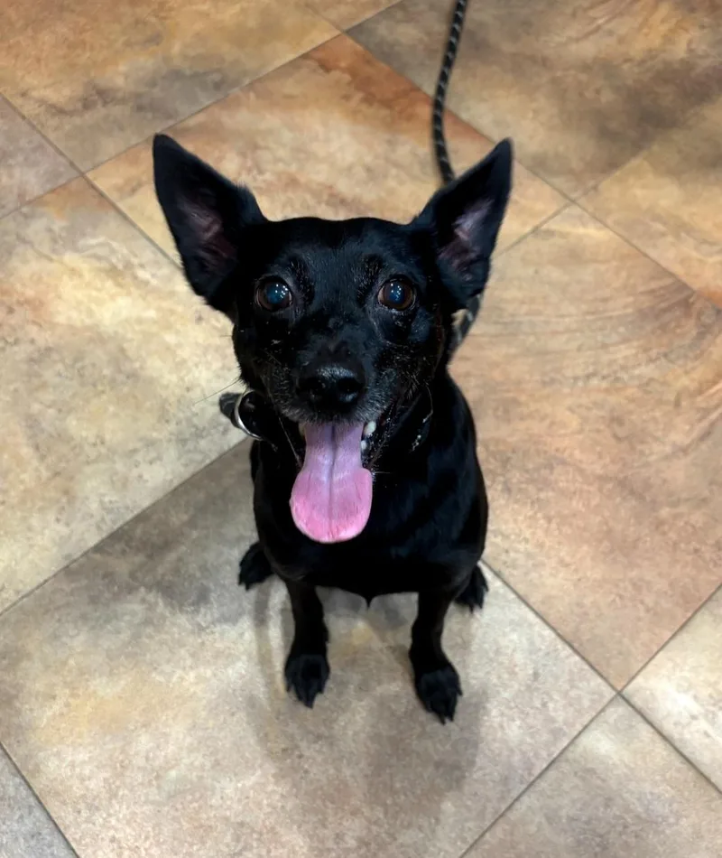 An adult small-sized male Black Chihuahua dog named Mortey for adoption in Pawtucket, RI