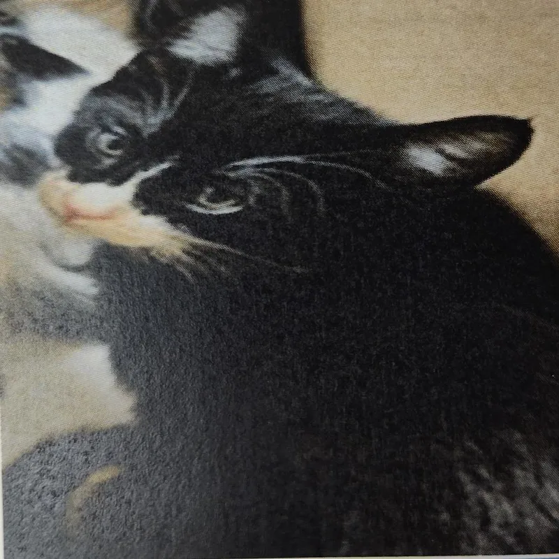 A young small-sized female Black Domestic Short Hair cat named Dora the Explorer for adoption in Hemet, CA