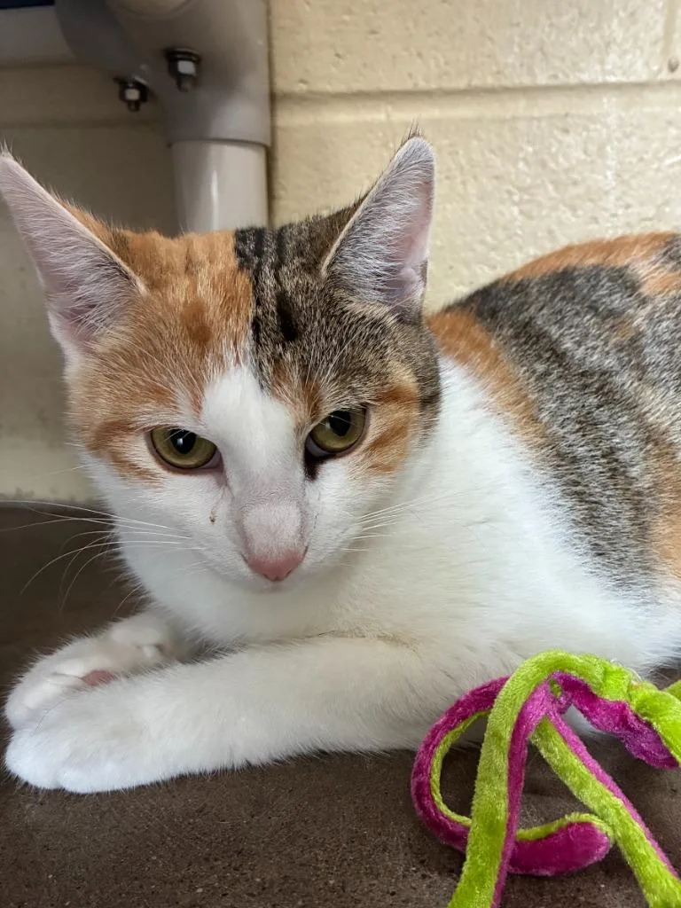 A young medium-sized female Domestic Short Hair cat named Citron for adoption in Cincinnati, OH