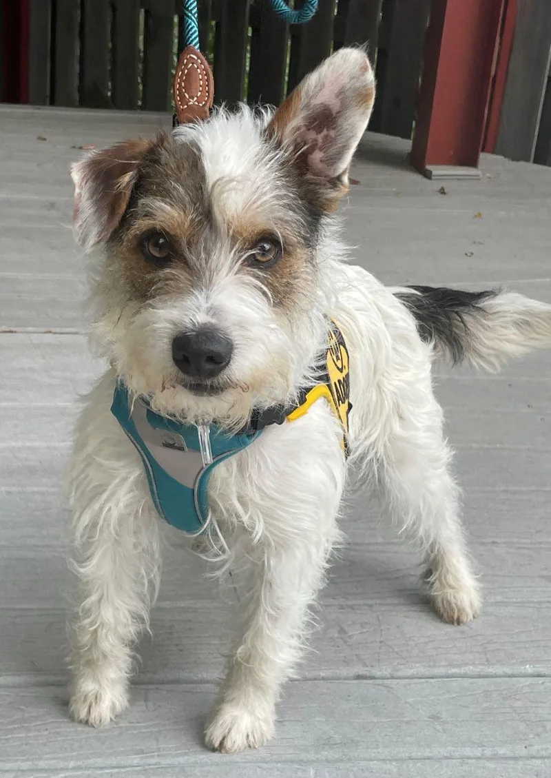 A young medium-sized male Jack Russell Terrier dog named Maximilian for adoption in Pittsboro, NC