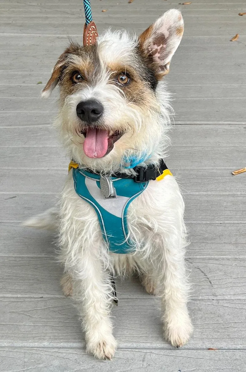 Maximilian thumbnail 2