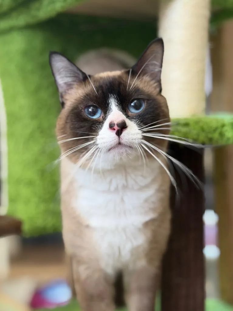 A young medium-sized male Snowshoe cat named Bagheera for adoption in Peru, NY