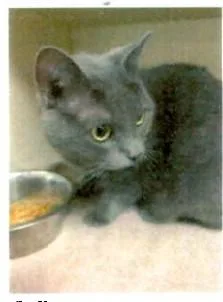 An adult medium-sized female Gray / Blue / Silver Russian Blue cat named Bellaroo Ort for adoption in Missouri City, TX