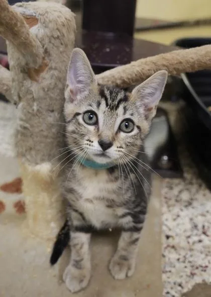 A young small-sized male Domestic Short Hair cat named Brick for adoption in Aiken, SC