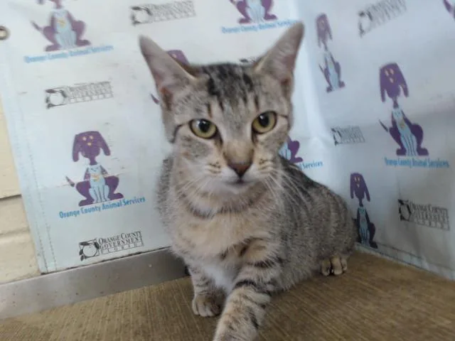 An adult medium-sized female Domestic Short Hair cat named Poppi for adoption in Orlando, FL