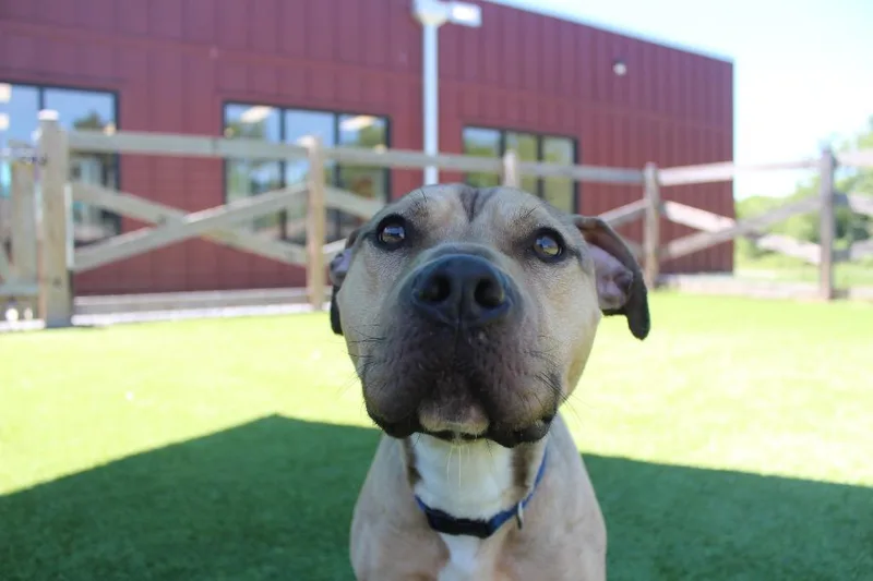 An adult medium-sized male Apricot / Beige Pit Bull Terrier dog named Anchor for adoption in Chestertown, MD