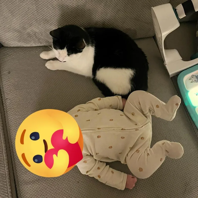 An adult medium-sized male Black & White / Tuxedo Domestic Short Hair cat named Baffi for adoption in Queen Creek, AZ