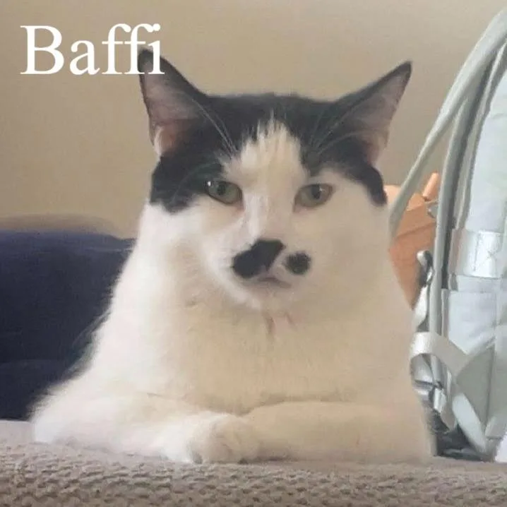 Baffi thumbnail 2