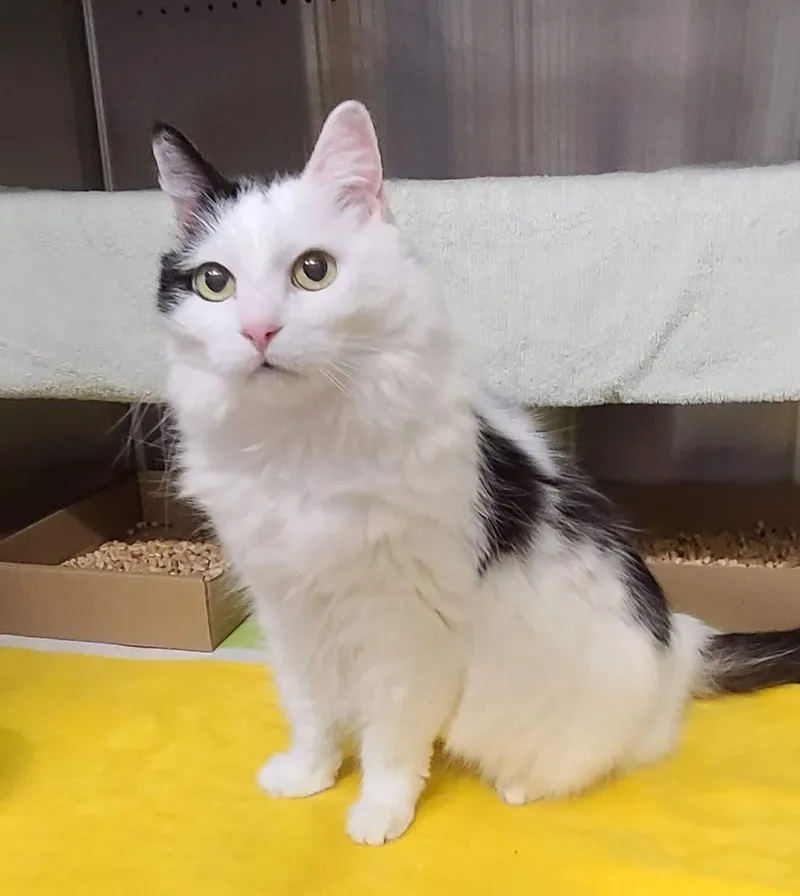 A senior medium-sized female White Domestic Medium Hair cat named Moon Shadow for adoption in Woodland, CA