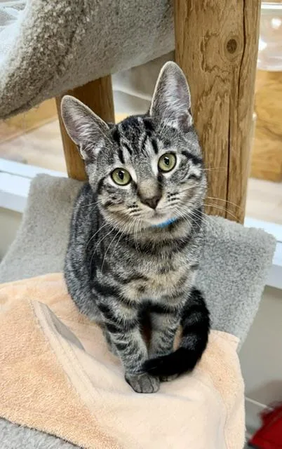 A young small-sized male Tabby (Brown / Chocolate) Domestic Short Hair cat named Sardine for adoption in Medina, OH