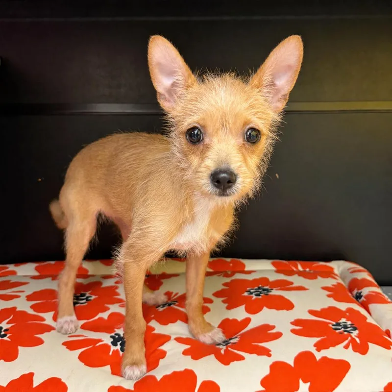 A baby small-sized female Yellow / Tan / Blond / Fawn Terrier dog named Squeak for adoption in Cedar Park, TX