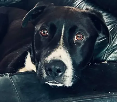 An adult medium-sized male Border Collie dog named Baxter for adoption in Eugene, OR