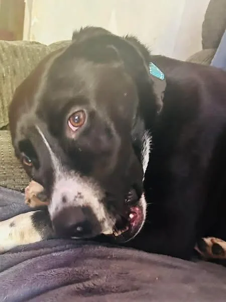 Baxter thumbnail 2
