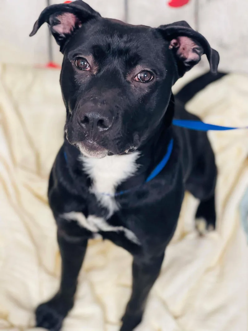 An adult medium-sized male Black Labrador Retriever dog named Ac "oliver" for adoption in Conyers, GA