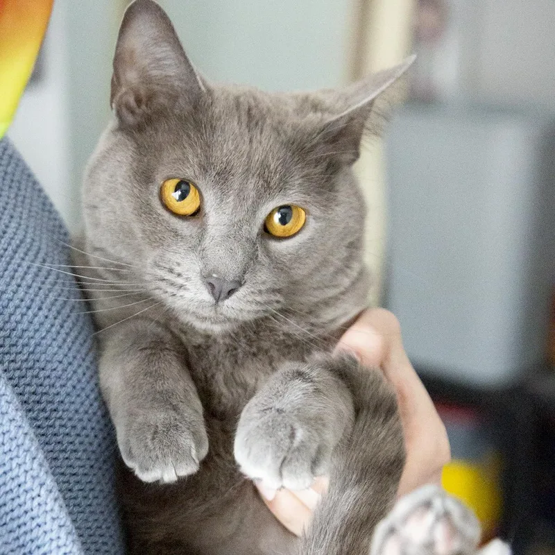 An adult medium-sized female Gray / Blue / Silver Russian Blue cat named Fern for adoption in Chicago, IL