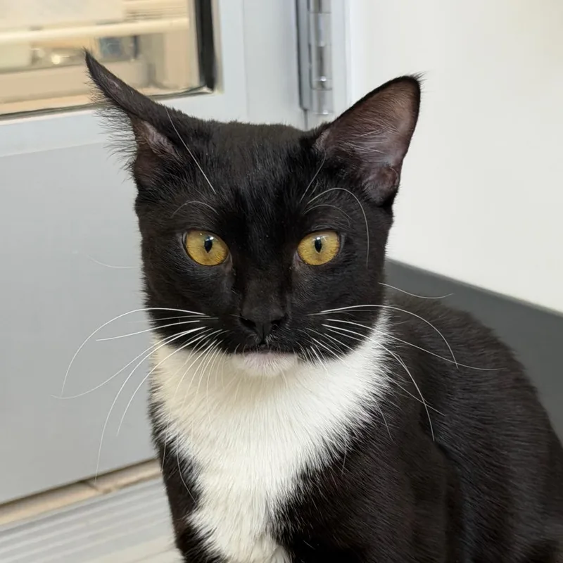 A young small-sized male Black Domestic Short Hair cat named Char Siu Bao for adoption in New York, NY