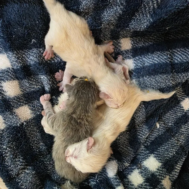 Msscstray Kiki thumbnail 2