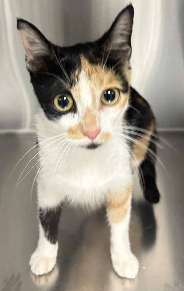 A young small-sized female Domestic Short Hair cat named Fm for adoption in Lawrenceville, GA