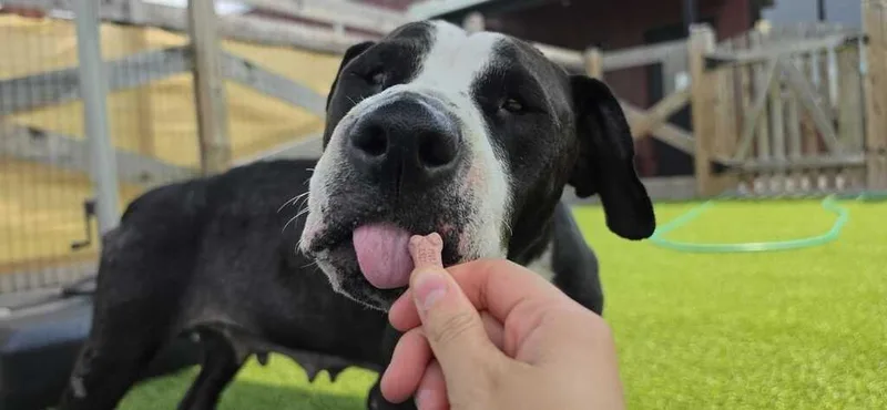 An adult medium-sized female Black Pit Bull Terrier dog named Peppercorn for adoption in Chestertown, MD