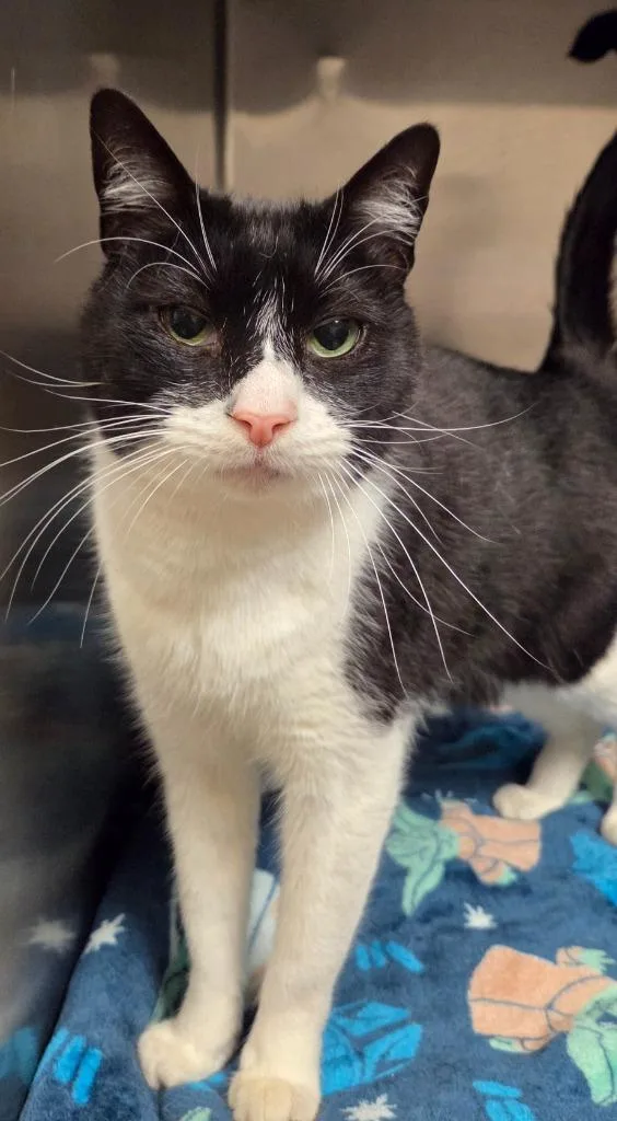 Lil John thumbnail 3