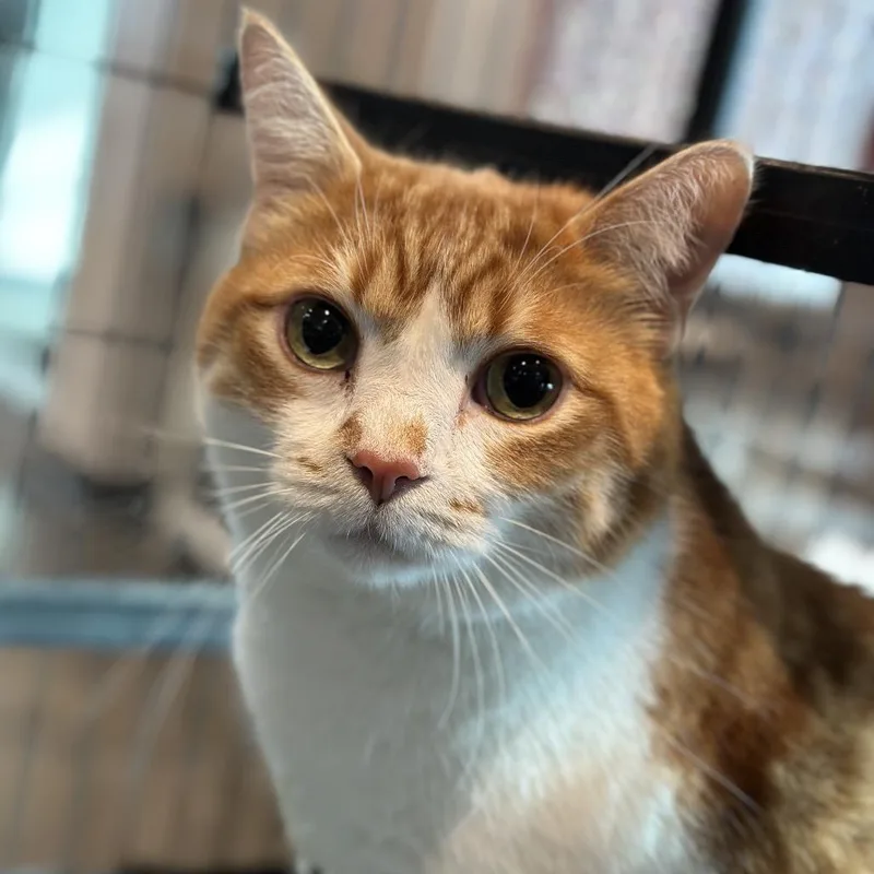 Simon