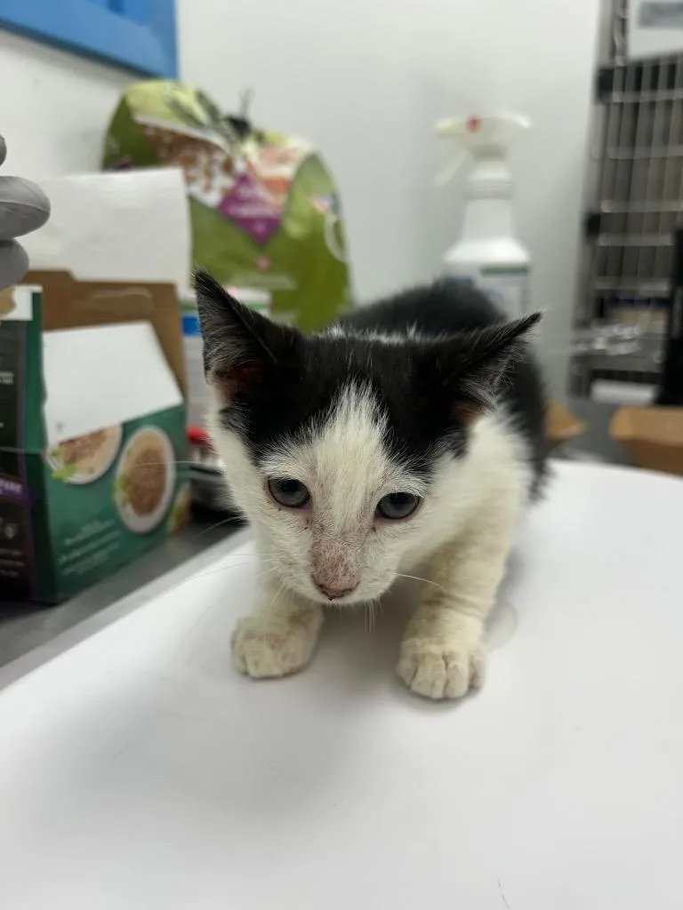 A baby small-sized male Domestic Short Hair cat named Anthony for adoption in Hartsville, SC