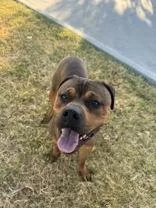 A young medium-sized male Rottweiler dog named Braxton for adoption in Denton, TX