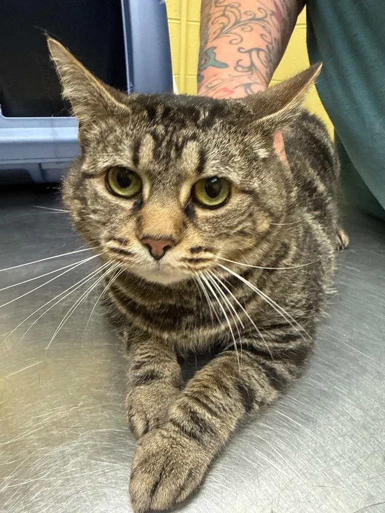 An adult small-sized female Domestic Short Hair cat named Kit Kat for adoption in Crossville, TN