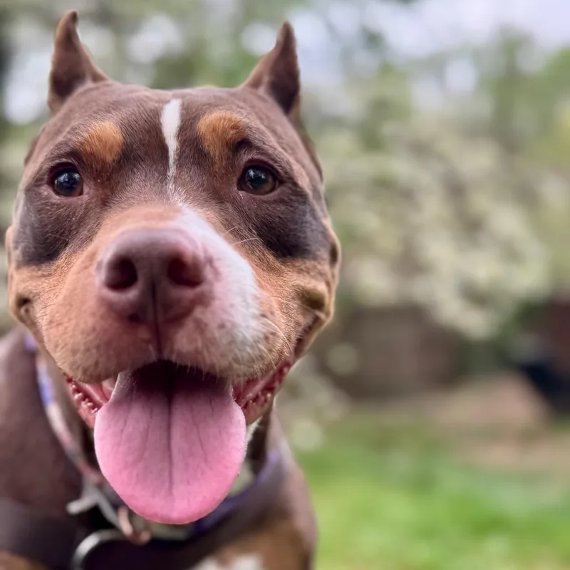 An adult medium-sized female Brown / Chocolate Pit Bull Terrier dog named Reign for adoption in York, PA