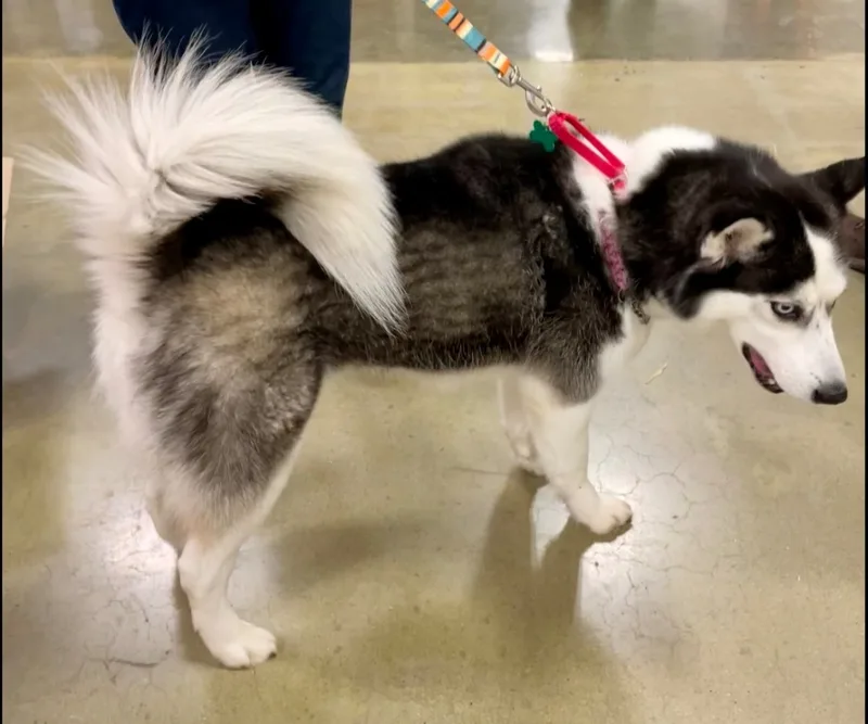 An adult medium-sized female Black Husky dog named Alia for adoption in Warren, NJ
