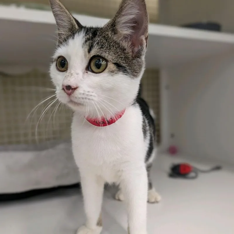 A baby small-sized female White Domestic Short Hair cat named Tajin for adoption in Hamburg, NY