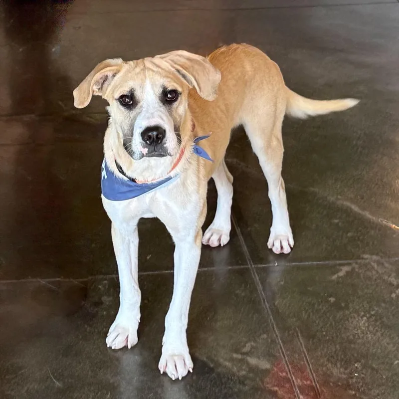 Troubadour Aka Tru thumbnail 2