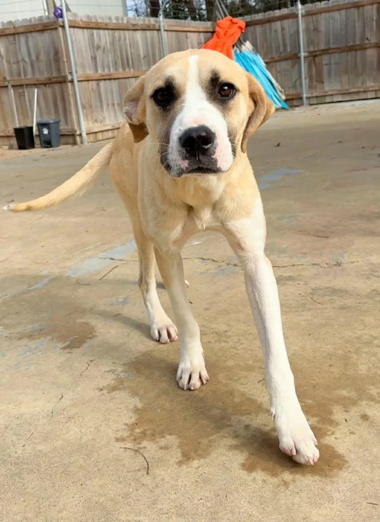 Troubadour Aka Tru thumbnail 3